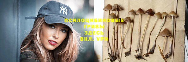 хмурый Аркадак