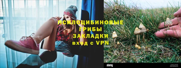 хмурый Аркадак